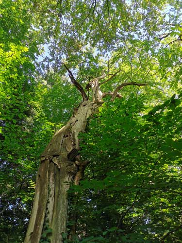 Stage au milieu des arbres